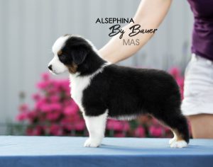 ALSEPHINA by Bauer ~ МАСЯ, Мини-американская овчарка, фото 19 — питомник by Bauer