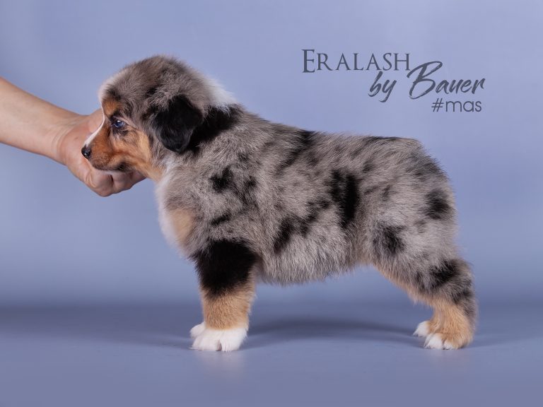 Eralash by Bauer ~ ЭРНИ