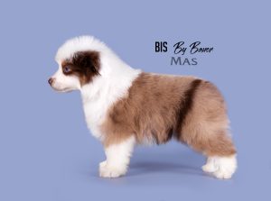 Bis by Bauer ~ БИСКВИТ, Мини-американская овчарка, фото 8 — питомник by Bauer
