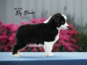 Alya by Bauer ~ МАСЯ, Мини-американская овчарка, фото 13 — питомник by Bauer