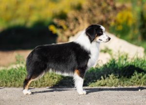 Born to Win by Bauer ~ БЬЁРН, Мини-американская овчарка, фото 17 — питомник by Bauer