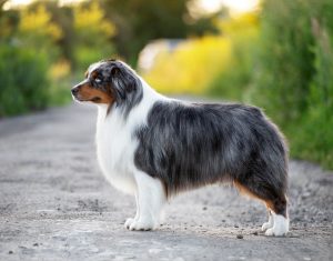 AVIOR by Bauer ~ ТАШ, Мини-американская овчарка, фото 11 — питомник by Bauer