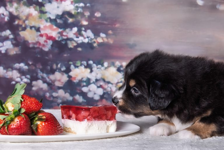 Panna Cota by Bauer ~