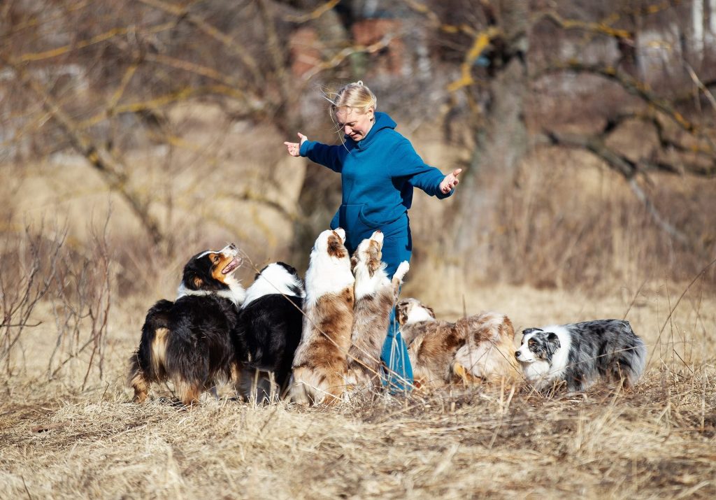 MAS Aussie by Bauer kennel: team of dogs, family breeding of Aussie, MAS and Teddy