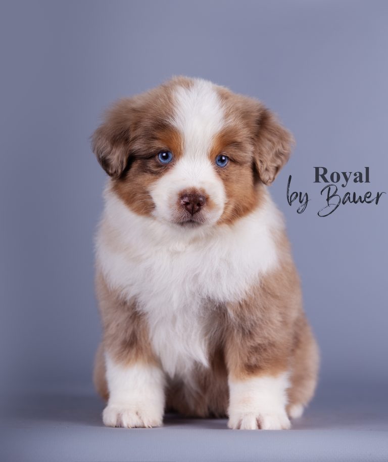 Royal by Bauer