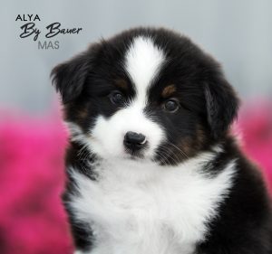 Alya by Bauer ~ МАСЯ, Мини-американская овчарка, фото 16 — питомник by Bauer