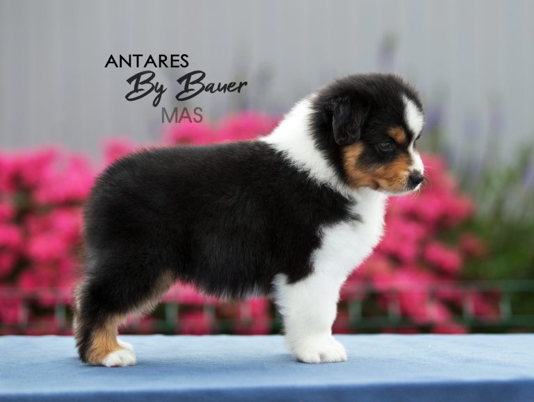 Antares by Bauer ~ ТОХА