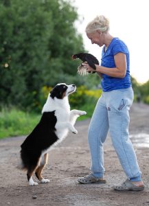 ALSEPHINA by Bauer ~ МАСЯ, Мини-американская овчарка, фото 3 — питомник by Bauer