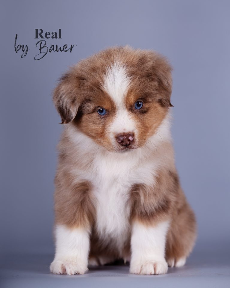 Real by Bauer