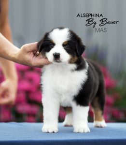 ALSEPHINA by Bauer ~ МАСЯ, Мини-американская овчарка, фото 6 — питомник by Bauer