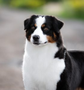 ALSEPHINA by Bauer ~ МАСЯ, Мини-американская овчарка, фото 15 — питомник by Bauer