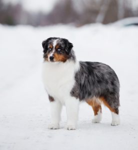 AVIOR by Bauer ~ ТАШ, Мини-американская овчарка, фото 15 — питомник by Bauer