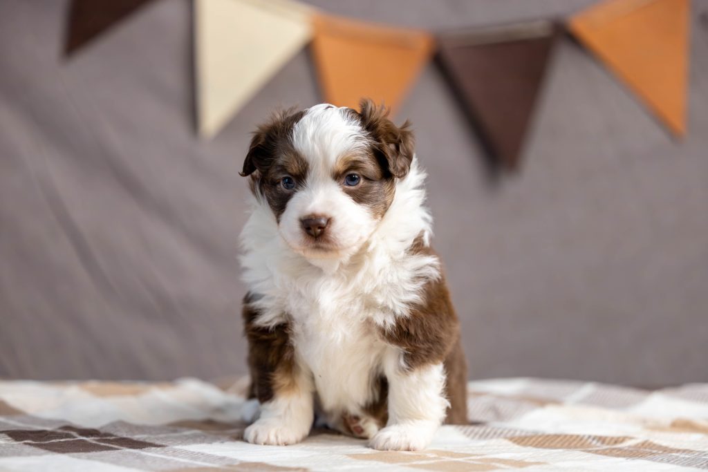Щенок Cometa by Bauer ~ Луна, Мини-американская овчарка, окрас красный триколор