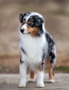 Wealth by Bauer ~ ВЕЛСИ, Мини-американская овчарка, фото 5 — питомник by Bauer