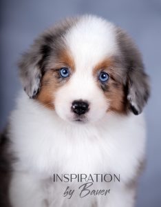 Inspiration by Bauer ~ КИВИ, Мини-американская овчарка, фото 7 — питомник by Bauer