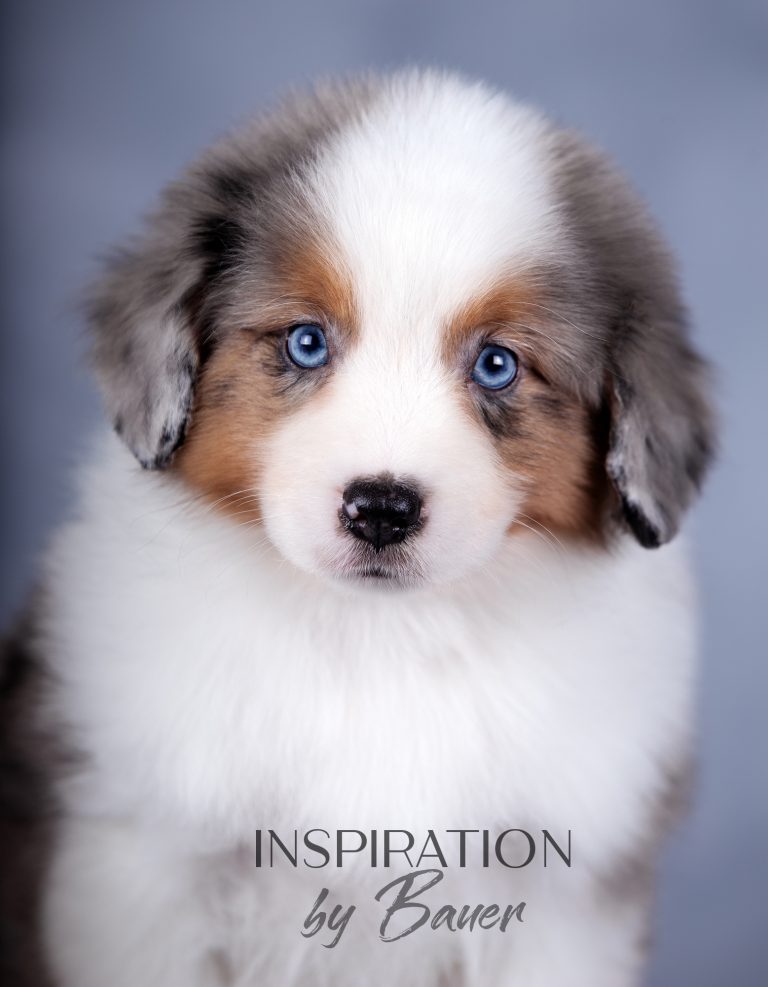 INSPIRATION by Bauer ~ КИВИ, г.Н.Новгород