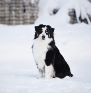 Born to Win by Bauer ~ БЬЁРН, Мини-американская овчарка, фото 22 — питомник by Bauer