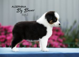 ALSEPHINA by Bauer ~ МАСЯ, Мини-американская овчарка, фото 20 — питомник by Bauer