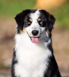 Born to Win by Bauer ~ БЬЁРН, Мини-американская овчарка, фото 20 — питомник by Bauer