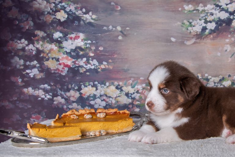 Pumkin Pie by Bauer ~