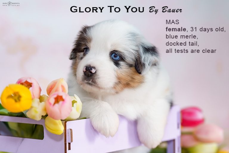 Glory to You by Bauer