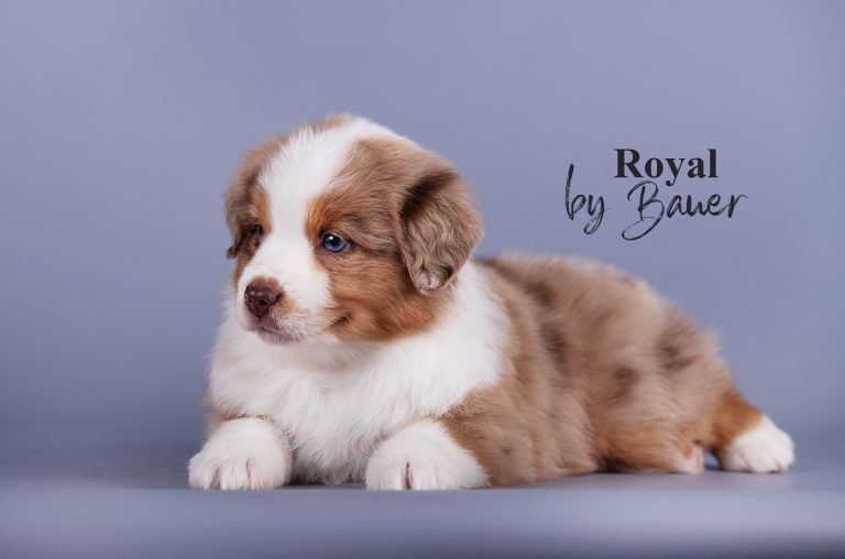 Royal by Bauer