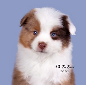 Bis by Bauer ~ БИСКВИТ, Мини-американская овчарка, фото 11 — питомник by Bauer