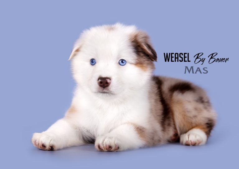 Weasel by Bauer ~ ШАНЯ