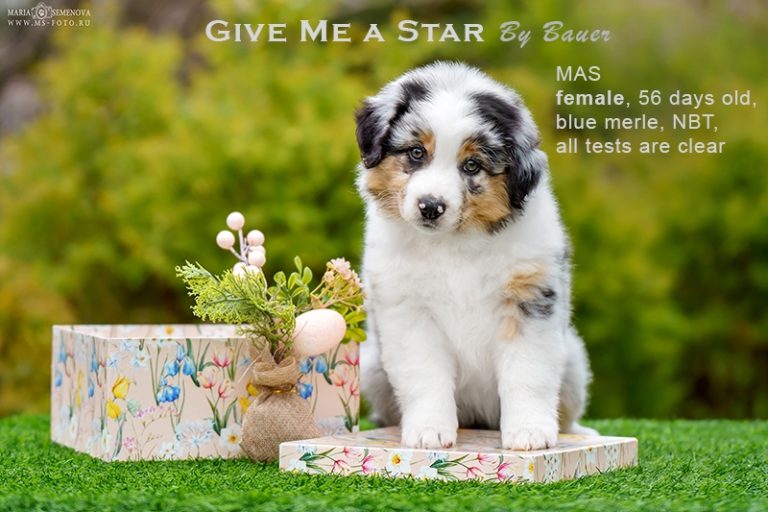 Give me a Star by Bauer (НБТ) ~ ЛЕЯ