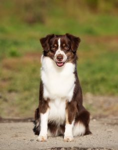 Worthy by Bauer ~ АЙСА, Мини-американская овчарка, фото 9 — питомник by Bauer