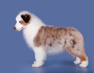 Benefits by Bauer ~ БЕНЯ, Мини-американская овчарка, фото 7 — питомник by Bauer