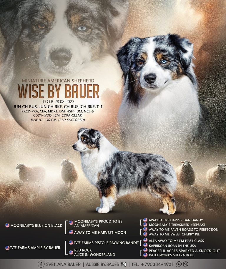 Папа — Wise by Bauer ~ ВАЙС