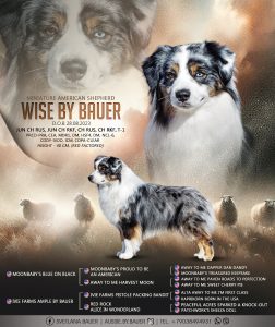 Wise by Bauer ~ ВАЙС, Мини-американская овчарка, фото 4 — питомник by Bauer