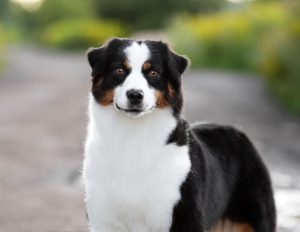 ALSEPHINA by Bauer ~ МАСЯ, Мини-американская овчарка, фото 17 — питомник by Bauer