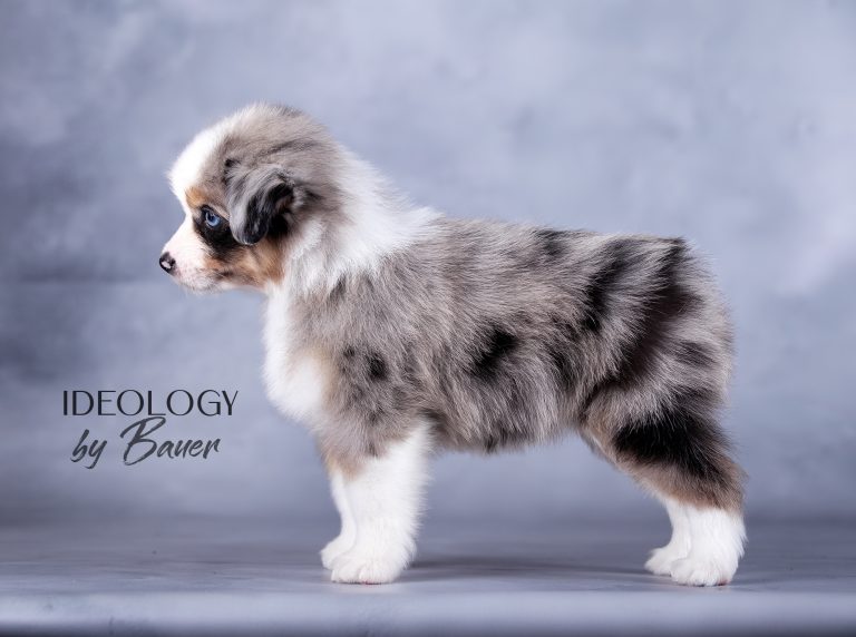 Ideology by Bauer ~