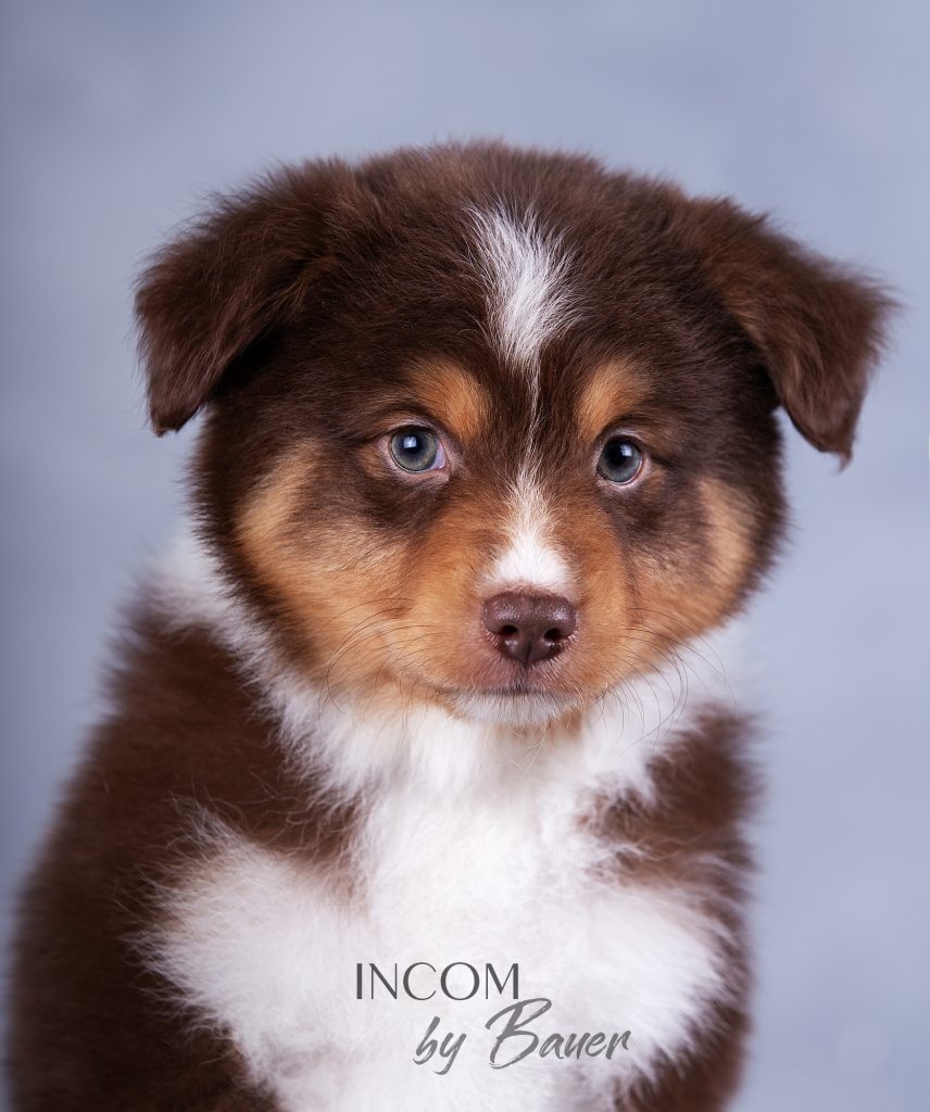 Incom by Bauer ~ ЙОКО