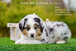 Give me a Star by Bauer (НБТ) ~ ЛЕЯ, Мини-американская овчарка, фото 8 — питомник by Bauer