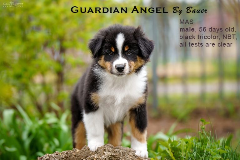 Guardin Angel by Bauer