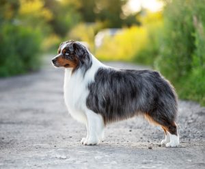 AVIOR by Bauer ~ ТАШ, Мини-американская овчарка, фото 14 — питомник by Bauer