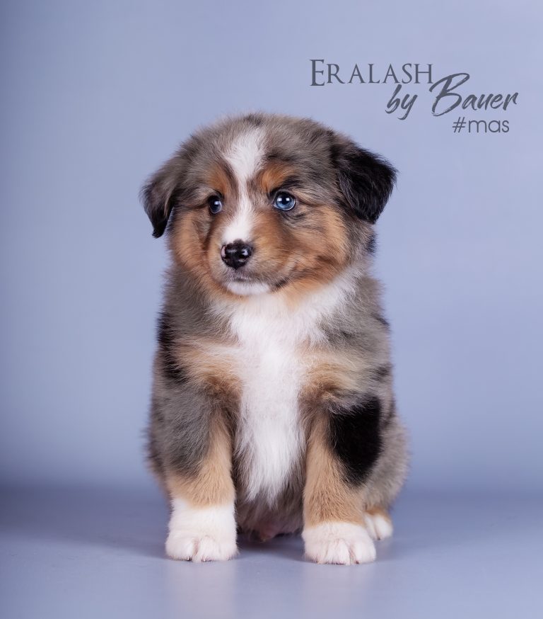 Eralash by Bauer ~ ЭРНИ
