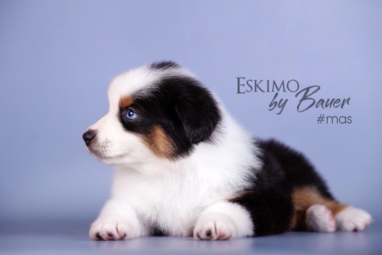 Eskimo by Bauer ~