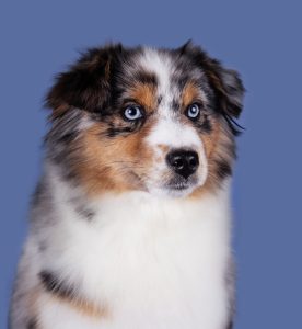 Wealth by Bauer ~ ВЕЛСИ, Мини-американская овчарка, фото 3 — питомник by Bauer