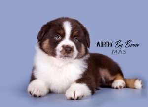 Worthy by Bauer ~ АЙСА, Мини-американская овчарка, фото 7 — питомник by Bauer