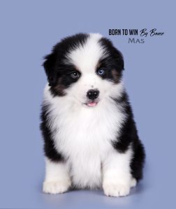 Born to Win by Bauer ~ БЬЁРН, Мини-американская овчарка, фото 21 — питомник by Bauer