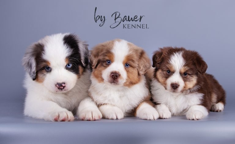 Наши щенки мини-аусси (МАС) ждут именно Вас!