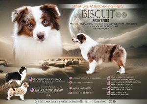 Bis by Bauer ~ БИСКВИТ, Мини-американская овчарка, фото 12 — питомник by Bauer