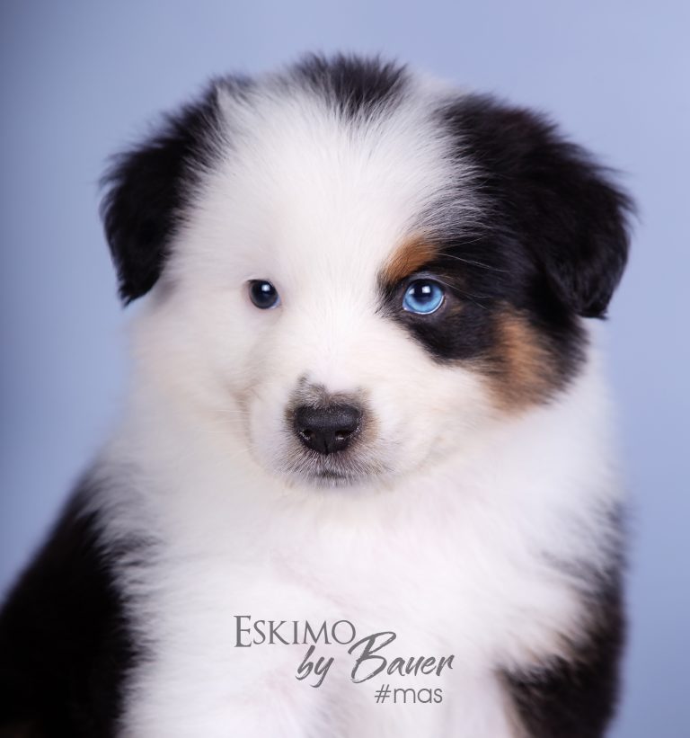 Eskimo by Bauer ~