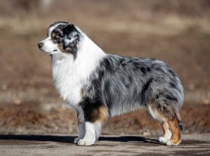 Wise by Bauer ~ ВАЙС, Мини-американская овчарка, фото 19 — питомник by Bauer