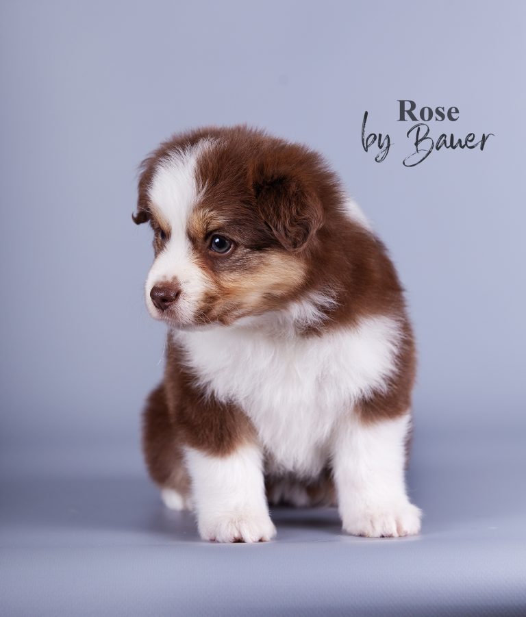 Rose by Bauer