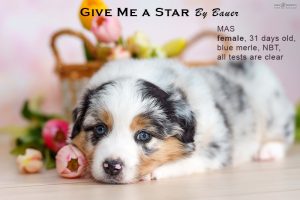 Give me a Star by Bauer (НБТ) ~ ЛЕЯ, Мини-американская овчарка, фото 10 — питомник by Bauer